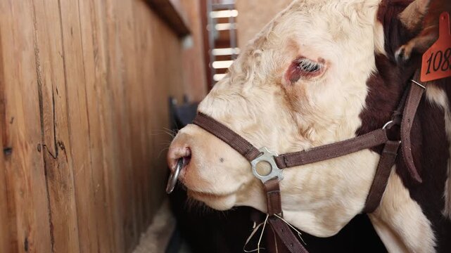 Portrait bull cow inside wooden barn stall nudging wall and chewing straw for agricultural concept.
