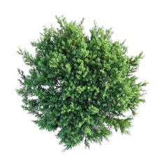 PNG Cypress tree background view top.