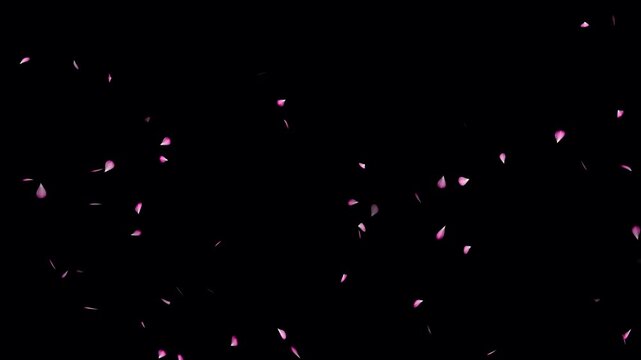 Cherry blossom realistic falling animation on black background. Falling cherry blossom loop- Sakura leaves falling top to bottom. Love concept- Cherry blossom flower petals flying animation.