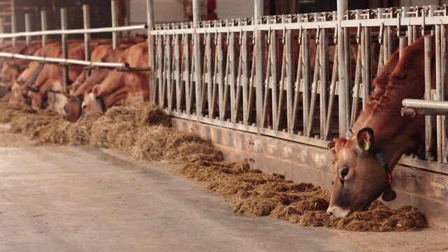 Modern farm cowshed for jersey red cow eating fodder, agriculture and farming concept.
