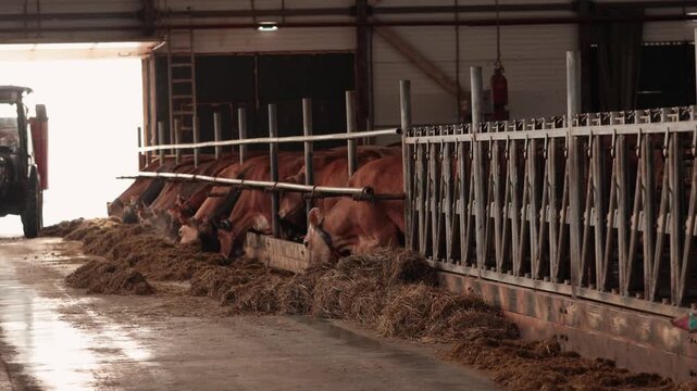 Slow tracking pan along row of red dairy jersey cows feeding at trough inside dim barn with hay for agriculture and farming concept.