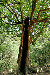 Fototapeta premium Hollow Split Tree Trunk in Dense Green Forest – Nature Texture and Wilderness Scene