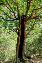 Fototapeta premium Hollow Split Tree Trunk in Dense Green Forest – Nature Texture and Wilderness Scene