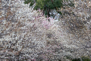 大宮第二公園の梅