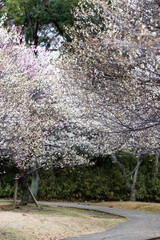 大宮第二公園の梅