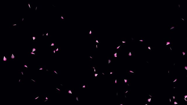 Cherry blossom realistic falling animation on black background. Falling cherry blossom loop- Sakura leaves falling top to bottom. Love concept- Cherry blossom flower petals flying animation.