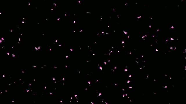 Cherry blossom realistic falling animation on black background. Falling cherry blossom loop- Sakura leaves falling top to bottom. Love concept- Cherry blossom flower petals flying animation.