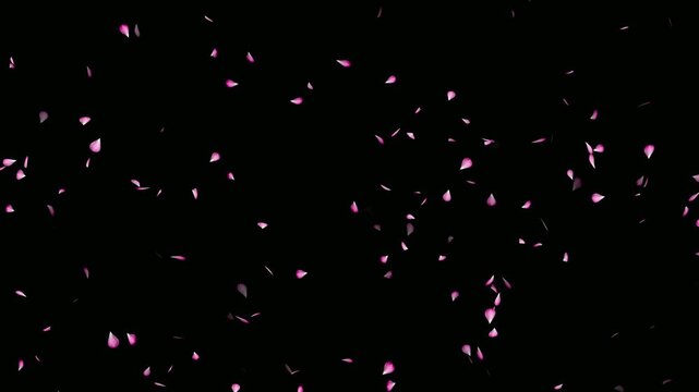 Cherry blossom realistic falling animation on black background. Falling cherry blossom loop- Sakura leaves falling top to bottom. Love concept- Cherry blossom flower petals flying animation.