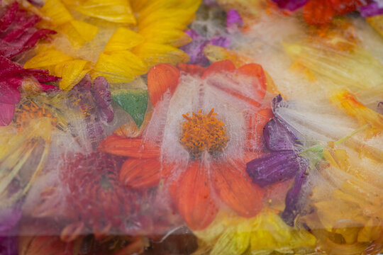 colorful summer flowers frozen in clear ice background
