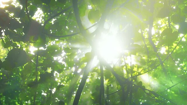 Sunlight Filtering Through Green Foliage