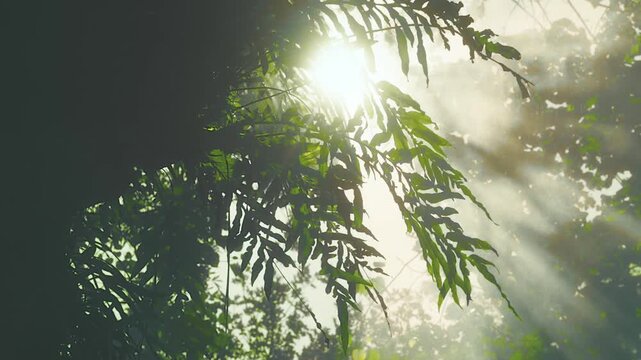 Sunbeams Piercing Through the Foliage