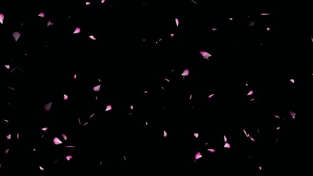 Cherry blossom realistic falling animation on black background. Falling cherry blossom loop- Sakura leaves falling top to bottom. Love concept- Cherry blossom flower petals flying animation.