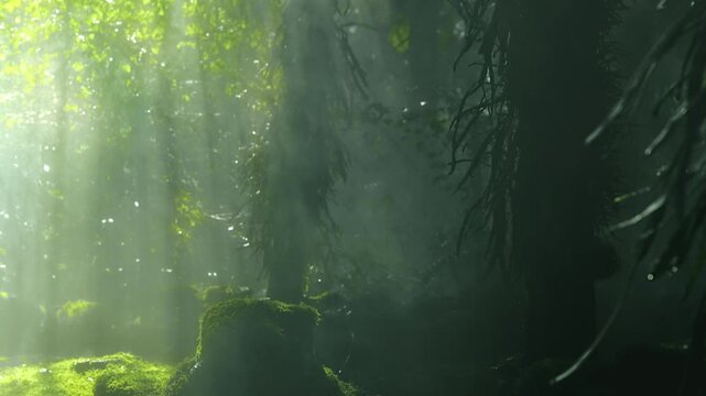 Sunbeams piercing through a moss covered forest