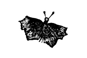 Phalaena moth with distinct wing patterns, delicate antennae, and precise anatomical features, old vintage illustration, 1897. © Timofeeff