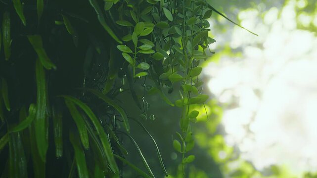 Sunlight filtering through lush green foliage