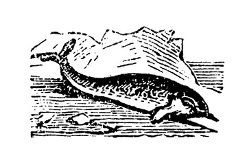 Narwhal, Arctic whale with its distinctive long tusk, side view in marine setting, old vintage illustration, 1897. © Timofeeff