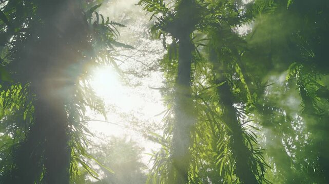 Sunlight Filtering Through Lush Green Leaves