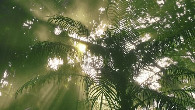 Sunlight Streaming Through Palm Tree Fronds