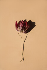 Withered tulip bloom with vivid red petals, long shadow and curved stem on sunlit beige textured background