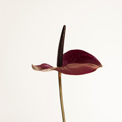 Burgundy Anthurium Flower on White Background