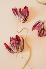 Dried Tulips Still Life on Neutral Background
