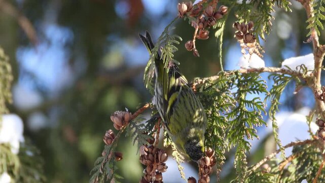 An adult male Eurasian siskin perches on a thuja branch, feeding on a thuja seed on a sunny winter day.