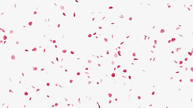 Sakura leaves falling- Romantic cherry blossom rain animation on white background. Rose petals drifting in the wind. Cherry blossom slow motion fall down. Flying with the joy of rose petals in spring.