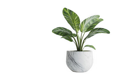 Obraz premium Realistic houseplant featuring vibrant variegated green and white foliage potted in a modern white marble planter on transparent background