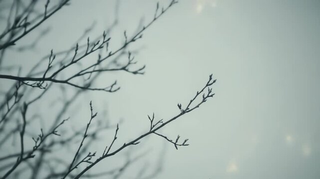 Sparse tree branches with delicate buds reaching toward a soft sky, signaling spring renewal, fragile potential and quiet hope as nature awakens from winter dormancy