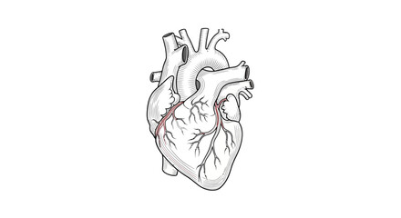 Fototapeta premium Anatomical illustration of a human heart with visible coronary arteries, black and white sketch style.