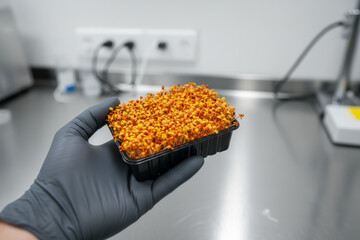 Gloved hand holding container of sprouts with future food text representing agricultural technology, lab grown nutrition and sustainable biotechnology concept