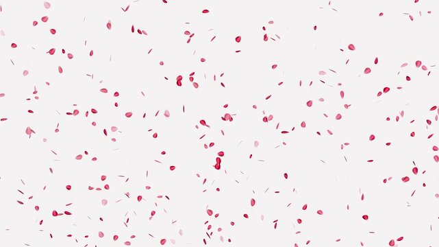 Sakura leaves falling- Romantic cherry blossom rain animation on white background. Rose petals drifting in the wind. Cherry blossom slow motion fall down. Flying with the joy of rose petals in spring.