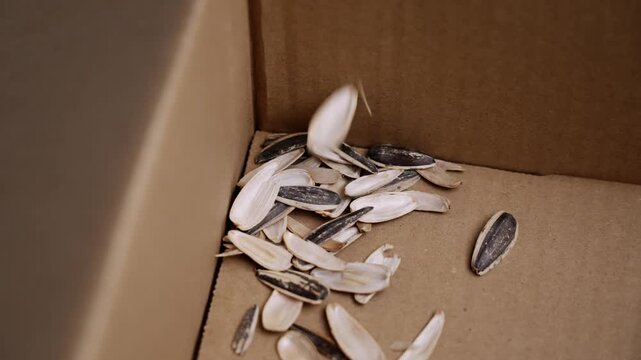 Sunflower seed shells falling into cardboard box corner. Empty husks dropping after eating roasted snack. Food waste and consumption concept. Slow motion