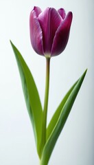 Naklejka premium Purple tulip flower with green leaves stands tall against plain white background. Single blossom perfect for spring themes, greeting cards, design needing touch of natural beauty. Fresh vibrant