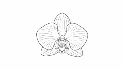 Orchid Flower Line Drawing - Elegant Botanical Illustration