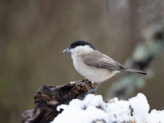 Obraz premium Sumpfmeise, Marsh tit, Poecile palustris