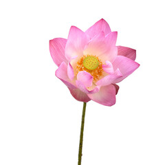 Fototapeta premium Blooming Pink Lotus Flower with Stem Isolated on White