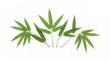 Fototapeta premium Elegant Arrangement of Isolated Sharp Bamboo Leaves on White Background for Modern Botanical Art