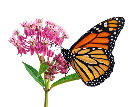 Monarch butterfly on pink milkweed flower