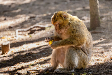 Obraz premium Barbary macaque family in natural forest habitat