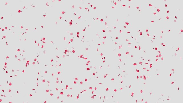 Sakura leaves falling- Romantic cherry blossom rain animation on white background. Rose petals drifting in the wind. Cherry blossom slow motion fall down. Flying with the joy of rose petals in spring.