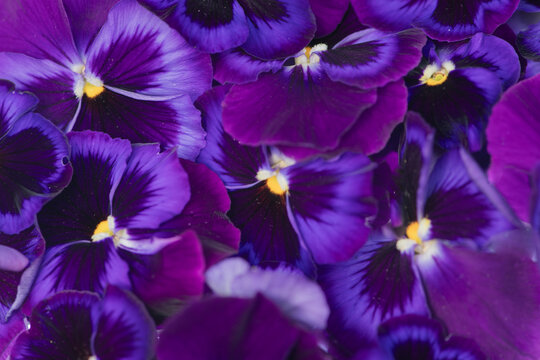 vibrant purple pansies in bloom in close up seamless background