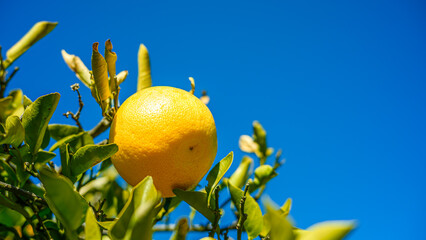 グレープフルーツの実