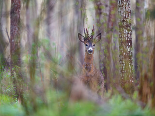Male roe deer in the forest © indukas