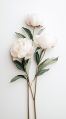 Minimal Botanical Peony Flowers with Green Leaves on White Background in Soft Natural Light