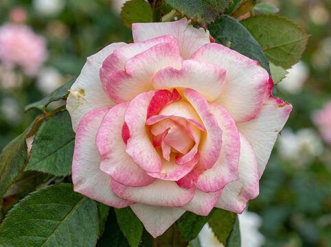 Gros plan d'une splendide rose bicolore blanche et rose pastel