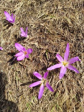 Mountain Colchicum, Merendera, Colchicum montanum, Colchicaceae