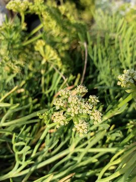 Rock Samphire, Sea fennel, Crithmum maritimum, Apiaceae