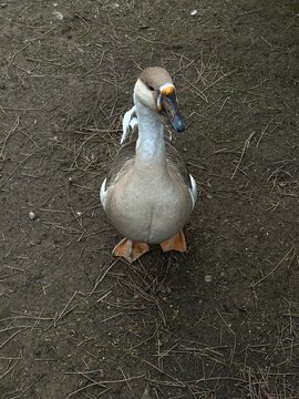 Curious domestic goose standing on dirt ground, close up animal portrait with orange beak and webbed feet, rural farmyard poultry and countryside nature concept.