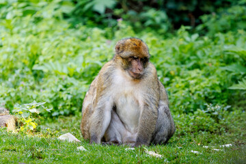 Obraz premium Barbary macaque family in natural forest habitat